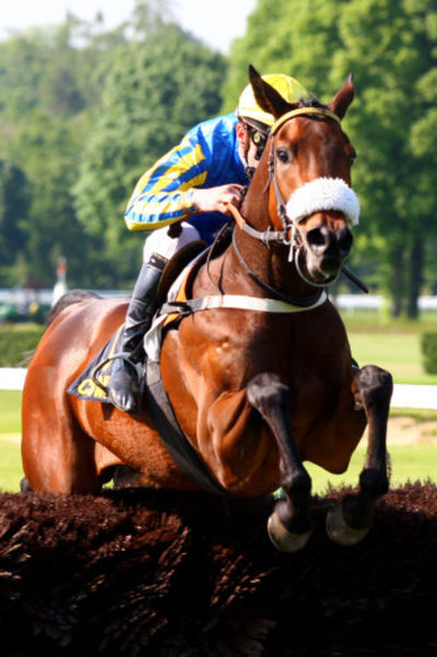Fou et Sage racehorse winner