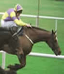 Petertheknot racehorse